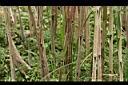 蘆葦-莖2.jpg
