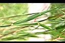 蘆葦-葉1.jpg