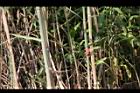 蘆葦-莖01.JPG