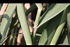 蘆葦-葉鞘03.JPG