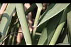蘆葦-葉鞘04.JPG