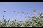 蘆葦-蘆花00.JPG