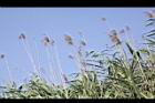 蘆葦-蘆花01.JPG
