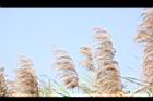 蘆葦-蘆花04.JPG