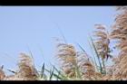 蘆葦-蘆花05.JPG