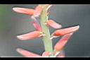蘆薈-花06.JPG