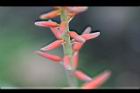 蘆薈-花04.JPG