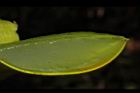 蘆薈-葉汁05.JPG