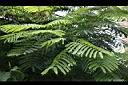 蘇木-葉1.jpg