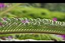 蘇鐵-幼葉08.jpg