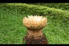 蘇鐵-雌毬花06.jpg
