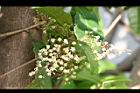 蘋婆-花07.jpg