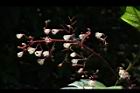蘋婆-花10.JPG
