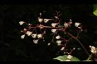 蘋婆-花11.JPG