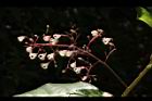 蘋婆-花12.JPG