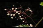 蘋婆-花13.JPG