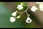 蘋婆-花31.jpg