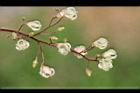 蘋婆-花33.jpg