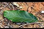 蘋婆-葉正05.JPG