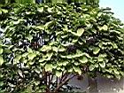蘋婆08.JPG