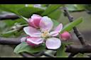 蘋果-花40.JPG