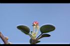 蘋果-花苞07.JPG