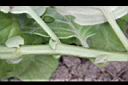 蘭嶼木耳菜-小葉00.JPG