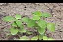蘭嶼木耳菜03.JPG