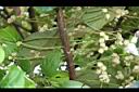 蘭嶼木薑子-花序.jpg