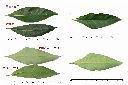 蘭嶼木薑子-葉1.jpg