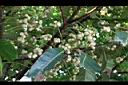 蘭嶼木薑子-雄花序04.jpg