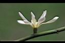 蘭嶼烏心石-花2.jpg