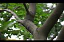 蘭嶼烏心石-莖3.jpg