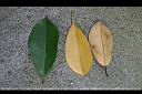 蘭嶼烏心石-葉02.jpg