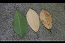 蘭嶼烏心石-葉03.jpg