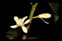 蘭嶼烏心石-花02.JPG