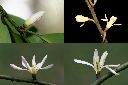 蘭嶼烏心石-花1.jpg