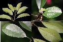 蘭嶼烏心石-葉1.jpg
