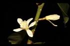 蘭嶼烏心石-花08.JPG