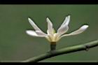 蘭嶼烏心石-花17.jpg