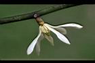 蘭嶼烏心石-花19.jpg