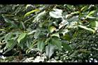 蘭嶼烏心石-葉009.jpg