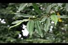 蘭嶼烏心石-葉021.jpg