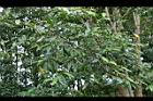 蘭嶼烏心石-葉022.jpg