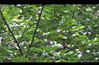 蘭嶼烏心石06.jpg