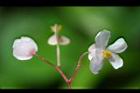蘭嶼秋海棠-雌花04.jpg