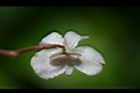 蘭嶼秋海棠-雌花16.jpg