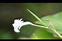 蘭嶼竹芋-花苞.jpg