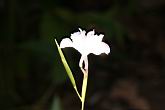 蘭嶼竹芋-花11.jpg
