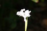 蘭嶼竹芋-花12.jpg